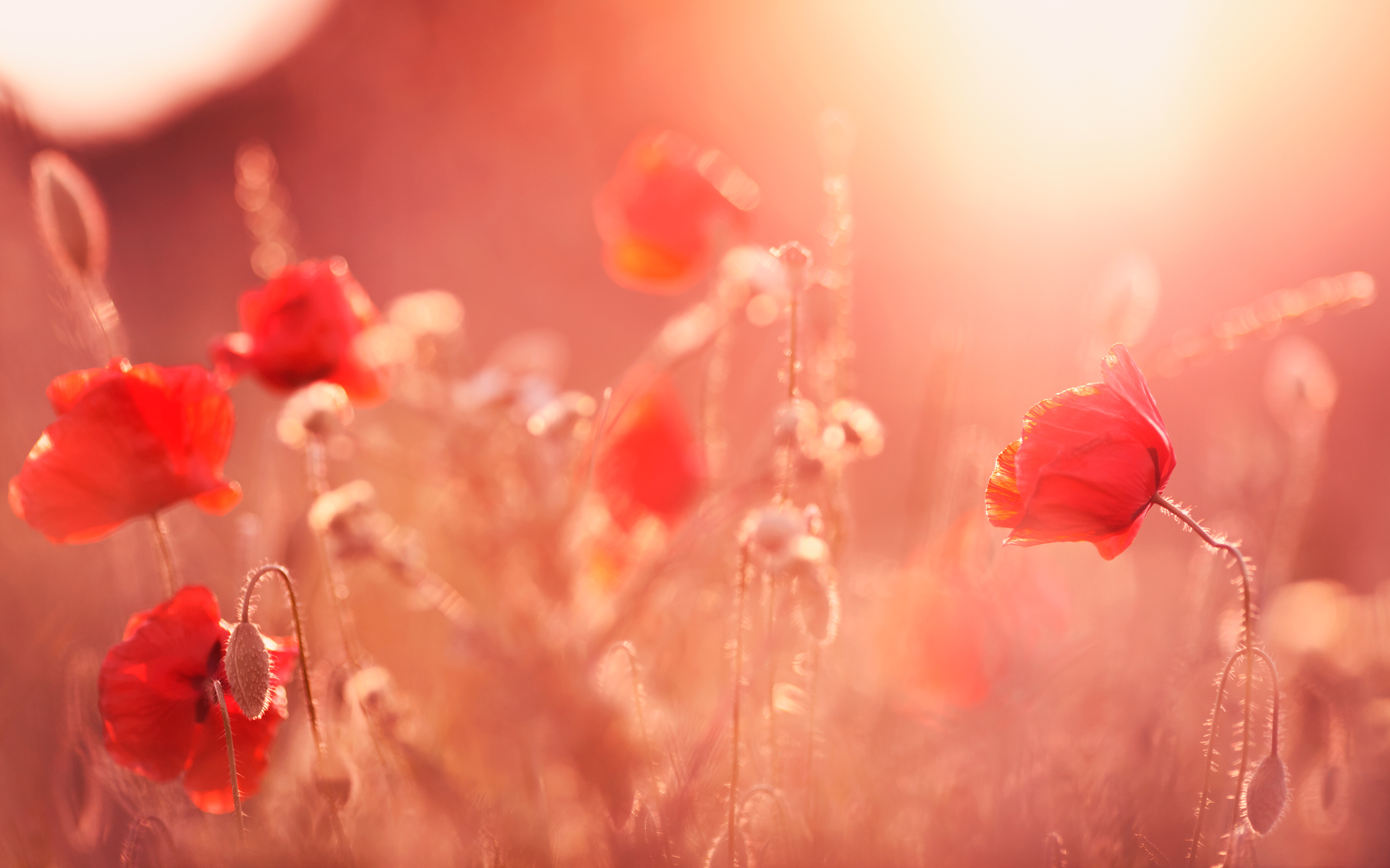 Poppy Flowers Summer Light260378668